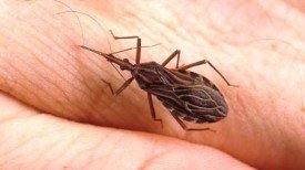 attention-si-vous-rencontrez-cet-insecte-adressez-vous-a-votre-medecin-en-urgence