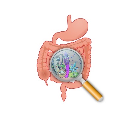 colon-intestin-jpg