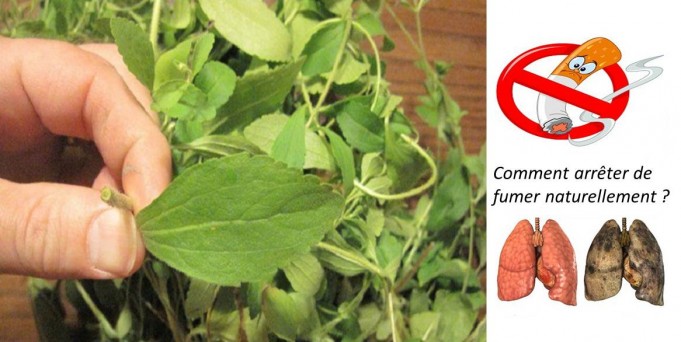 Vous voulez arrêter de fumer ? Cette plante anéantit