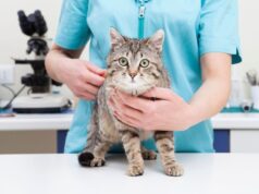 Comprendre le langage de votre chat