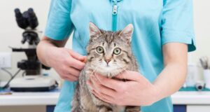 Comprendre le langage de votre chat