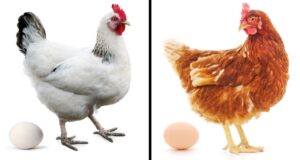 Quelle est la différence entre un œuf blanc et un œuf marron ? quelle-est-la-difference-entre-un-oeuf-blanc-et-un-oeuf-marron
