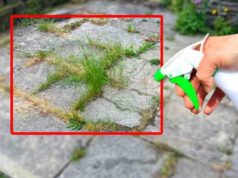 8 conseils pour préparer un désherbant puissant 8 conseils pour préparer un désherbant puissant