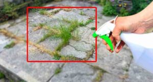 8 conseils pour préparer un désherbant puissant 8 conseils pour préparer un désherbant puissant