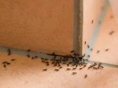 9 solutions naturelles pour se débarrasser des fourmis 9 solutions naturelles pour se débarrasser des fourmis