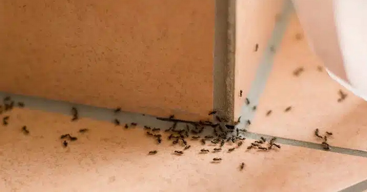 9 solutions naturelles pour se débarrasser des fourmis 9 solutions naturelles pour se débarrasser des fourmis