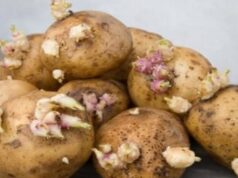 La consommation des pommes de terre germées est-elle sans danger ? La consommation des pommes de terre germées est-elle sans danger ?