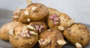 La consommation des pommes de terre germées est-elle sans danger ? La consommation des pommes de terre germées est-elle sans danger ?