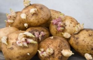 La consommation des pommes de terre germées est-elle sans danger ? La consommation des pommes de terre germées est-elle sans danger ?