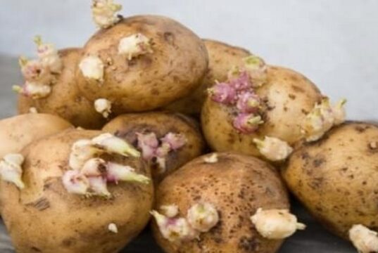 La consommation des pommes de terre germées est-elle sans danger ? La consommation des pommes de terre germées est-elle sans danger ?