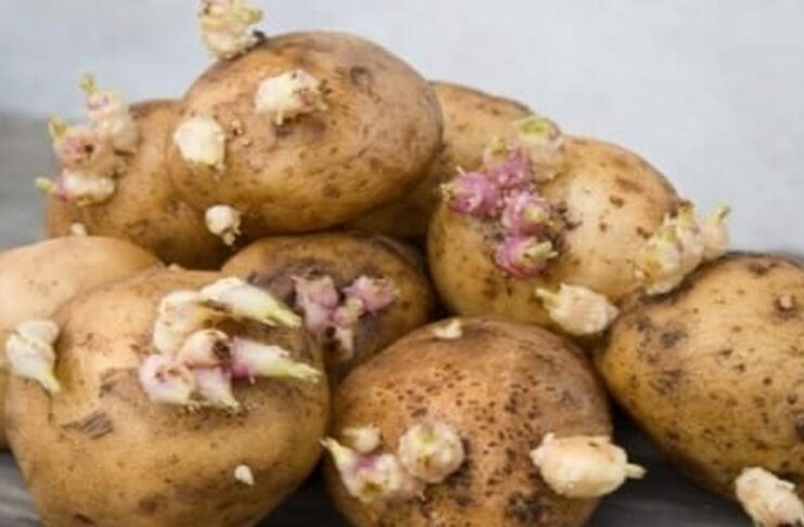 La consommation des pommes de terre germées est-elle sans danger ?
