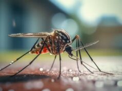 Les plantes répulsives contre les moustiques sont-elles vraiment efficaces ? Les plantes répulsives contre les moustiques sont-elles vraiment efficaces ?