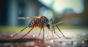 Les plantes répulsives contre les moustiques sont-elles vraiment efficaces ? Les plantes répulsives contre les moustiques sont-elles vraiment efficaces ?