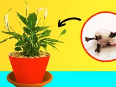 Mettre une gousse d’ail dans les pots de fleurs est une astuce judicieuse Mettre une gousse d'ail dans les pots de fleurs est une astuce judicieuse
