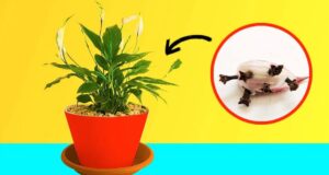 Mettre une gousse d’ail dans les pots de fleurs est une astuce judicieuse Mettre une gousse d'ail dans les pots de fleurs est une astuce judicieuse