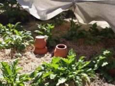 Canicule au potager : 4 conseils pratiques pour préserver vos récoltes et favoriser leur survie durant l’été Canicule au potager : 4 conseils pratiques pour préserver vos récoltes et favoriser leur survie durant l’été