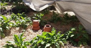 Canicule au potager : 4 conseils pratiques pour préserver vos récoltes et favoriser leur survie durant l’été Canicule au potager : 4 conseils pratiques pour préserver vos récoltes et favoriser leur survie durant l’été