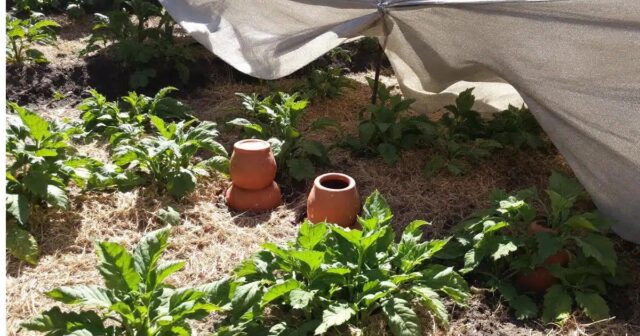 Canicule au potager : 4 conseils pratiques pour préserver vos récoltes et favoriser leur survie durant l’été