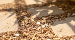 Protégez votre terrasse de la chaleur estivale : l’astuce déco incontournable pour préserver votre sol Protégez votre terrasse de la chaleur estivale : l’astuce déco incontournable pour préserver votre sol