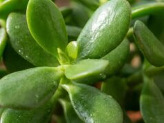 7 plantes d’intérieur résistantes parfaitement au chauffage (la n°5 raffole de l’air sec !) 7 plantes d’intérieur résistantes parfaitement au chauffage (la n°5 raffole de l’air sec !)