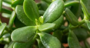 7 plantes d’intérieur résistantes parfaitement au chauffage (la n°5 raffole de l’air sec !) 7 plantes d’intérieur résistantes parfaitement au chauffage (la n°5 raffole de l’air sec !)