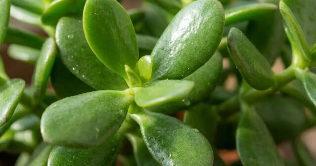 7 plantes d’intérieur résistantes parfaitement au chauffage (la n°5 raffole de l’air sec !)