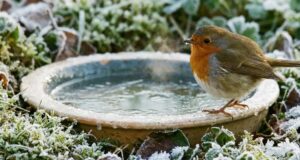 Il lutte pour survivre dans votre jardin cet hiver : l’erreur à ne surtout pas commettre Il lutte pour survivre dans votre jardin cet hiver : l’erreur à ne surtout pas commettre
