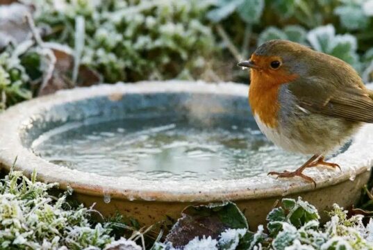 Il lutte pour survivre dans votre jardin cet hiver : l’erreur à ne surtout pas commettre Il lutte pour survivre dans votre jardin cet hiver : l’erreur à ne surtout pas commettre