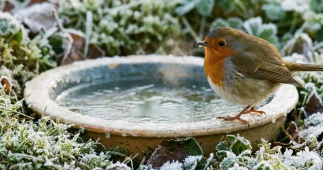 Il lutte pour survivre dans votre jardin cet hiver : l’erreur à ne surtout pas commettre