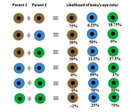 Decouvrez Quelle Serait La Couleur Des Yeux De Vos Enfants Avec Ce Guide Newsmag