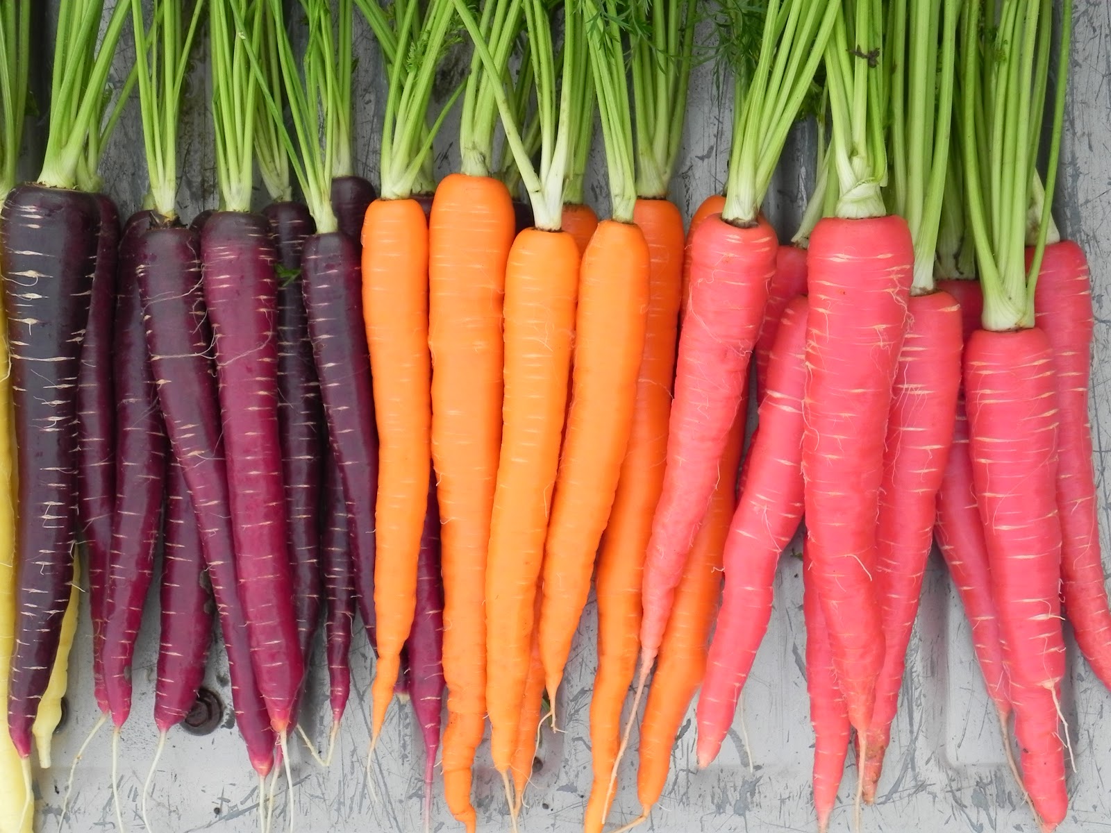 Des bonnes raisons pour lesquelles vous devriez manger des carottes - NewsMAG