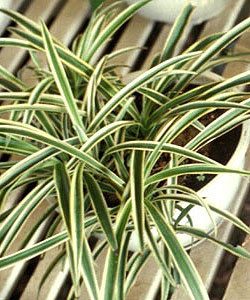 Chlorophytum